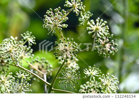 牛土花、當歸樹和嫩芽是天婦羅和其他菜餚的原料。 132248154