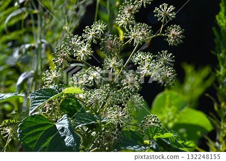 牛土花、當歸樹和嫩芽是天婦羅和其他菜餚的原料。 132248155