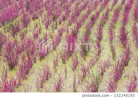 Beautiful pink rice field 132248193