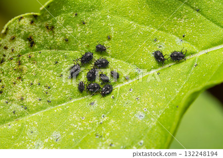 Basil lace bug (Cochlochila bullita) nymph Basil lace bug (Cochlochila bullita) nymph 132248194