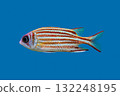 Red Squirrelfish (Sargocentron rubrum) on blue background 132248195