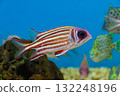 Red Squirrelfish (Sargocentron rubrum)  132248196