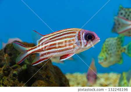 Red Squirrelfish (Sargocentron rubrum)  132248196