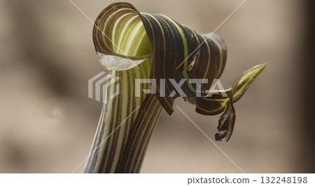 Mamushigusa 132248198