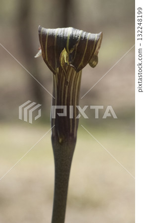 Mamushigusa 132248199