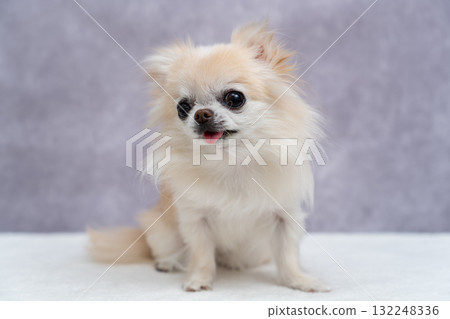 Chihuahua Chihuahua 132248336