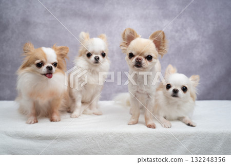 四隻吉娃娃 四隻吉娃娃 132248356