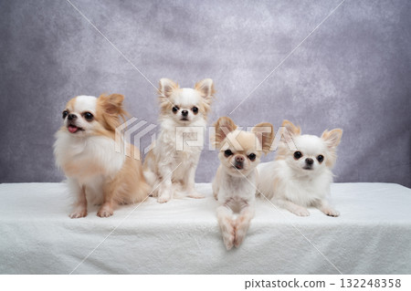 四隻吉娃娃 132248358