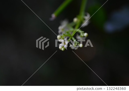 Madder flowers, madder roots are used as a dye in the madder color of plants. Madder flowers, madder roots are used as a dye in the madder color of plants. 132248360