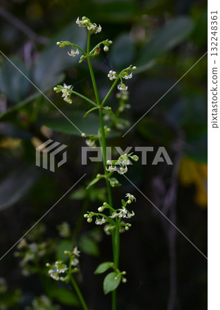 茜草花、茜草根都是用作茜草色植物的染料。 茜草花、茜草根都是用作茜草色植物的染料。 132248361