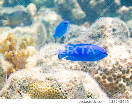 A beautiful school of blue-spotted damselfish. Beautiful coral reefs and schools of tropical fish. Okinawa Prefecture, Shimajiri District, Kerama Islands, Zamami Island, Amuro Island 2025 A beautiful school of blue-spotted damselfish. Beautiful coral reefs and schools of tropical fish. Okinawa Prefecture, Shimajiri District, Kerama Islands, Zamami Island, Amuro Island 2025 132248465