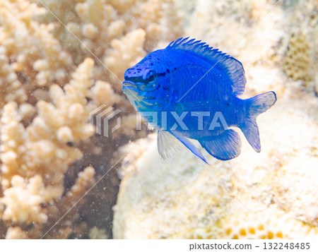 A beautiful school of blue-spotted damselfish. Beautiful coral reefs and schools of tropical fish. Okinawa Prefecture, Shimajiri District, Kerama Islands, Zamami Island, Amuro Island 2025 A beautiful school of blue-spotted damselfish. Beautiful coral reefs and schools of tropical fish. Okinawa Prefecture, Shimajiri District, Kerama Islands, Zamami Island, Amuro Island 2025 132248485