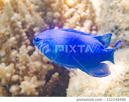 美麗的藍點雀鯛群。美麗的珊瑚礁和熱帶魚群。沖繩縣島尻郡慶良間諸島座間味島阿室島2025 132248486
