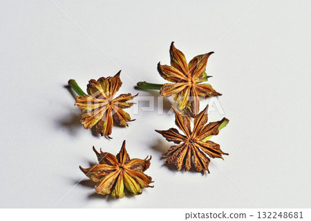 Shikimi fruit on the day it fell to the ground (autumn, October) 132248681