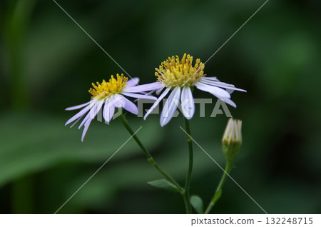 沒有滑稽的 132248715