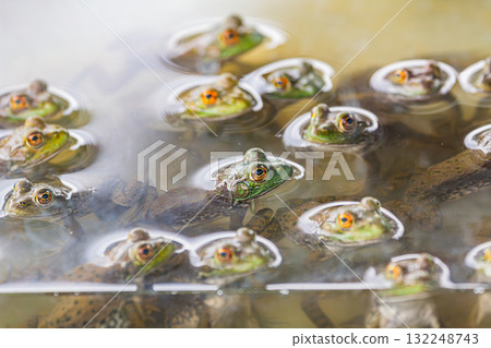 Young bullfrog Young bullfrog 132248743