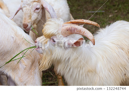 Saanen Anglo Nubian goat Saanen Anglo Nubian goat 132248744