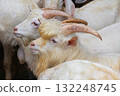 Portrait Saanen Anglo Nubian goat 132248745