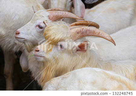 Portrait Saanen Anglo Nubian goat Portrait Saanen Anglo Nubian goat 132248745