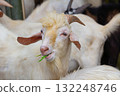 Saanen Anglo Nubian goat eating grass 132248746