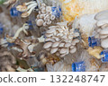 Indian oyster mushrooms  132248747