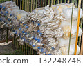 Oyster mushrooms in the farm 132248748