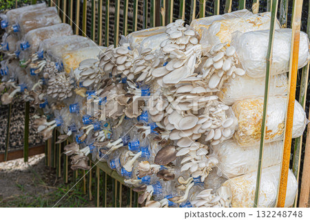 Oyster mushrooms in the farm Oyster mushrooms in the farm 132248748
