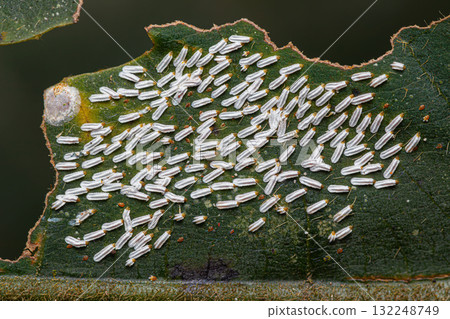 Citrus snow scale (Unaspis citri) Citrus snow scale (Unaspis citri) 132248749