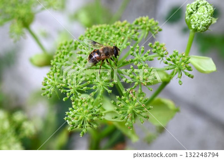 Angelica keiskei flowers, angelica leaves, Hachijo grass, nutritious tonic vegetables for longevity and perpetual youth 132248794