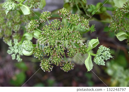 明日葉、當歸花、八丈草，長壽、青春常駐的滋補蔬菜 132248797