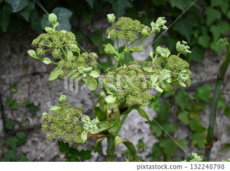 明日葉、當歸花、八丈草，長壽、青春常駐的滋補蔬菜 132248798