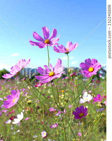 Cosmos flowers shining against the blue sky in a field of fallow fields in Kameoka City, Kyoto Prefecture Cosmos flowers shining against the blue sky in a field of fallow fields in Kameoka City, Kyoto Prefecture 132248806