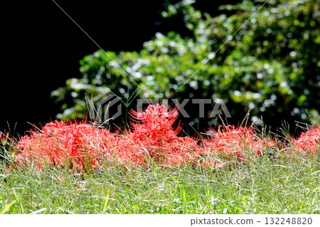 箕澤紅花石蒜公園 2025-9-27 #122 箕澤紅花石蒜公園 2025-9-27 #122 132248820