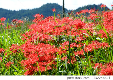 箕澤紅花石蒜公園 2025-9-27 #123 132248821