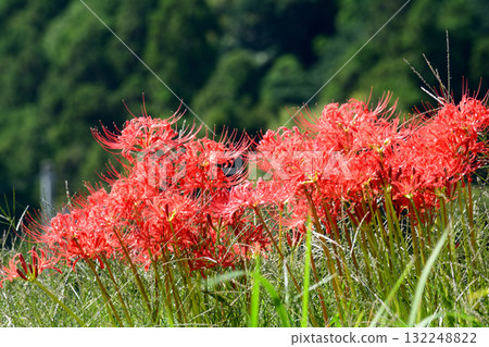 箕澤紅花石竹公園 2025-9-27 #124 132248822