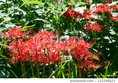 箕澤紅花石蒜公園 2025-9-27 #125 132248823