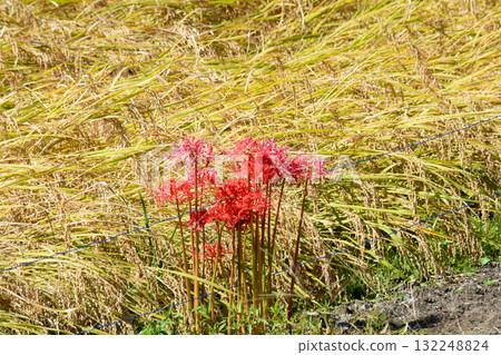 箕澤紅花石蒜公園 2025-9-27 #126 箕澤紅花石蒜公園 2025-9-27 #126 132248824
