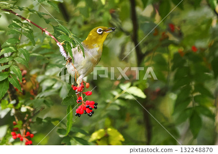 A Japanese white-eye pecking at Japanese pepper berries A Japanese white-eye pecking at Japanese pepper berries 132248870