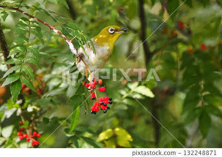 A Japanese white-eye pecking at Japanese pepper berries A Japanese white-eye pecking at Japanese pepper berries 132248871