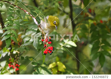 A Japanese white-eye pecking at Japanese pepper berries A Japanese white-eye pecking at Japanese pepper berries 132248872