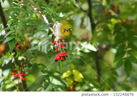 A Japanese white-eye pecking at Japanese pepper berries A Japanese white-eye pecking at Japanese pepper berries 132248876