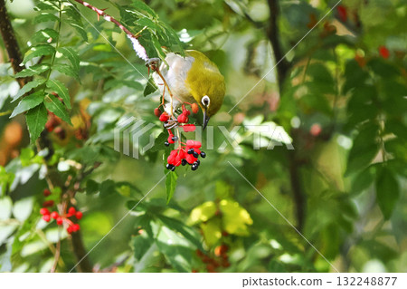 一隻日本繡眼鳥正在啄食日本胡椒果實 132248877
