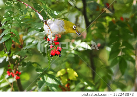 一隻日本繡眼鳥正在啄食日本胡椒果實 132248878