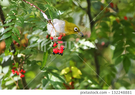 一隻日本繡眼鳥正在啄食日本胡椒果實 132248881