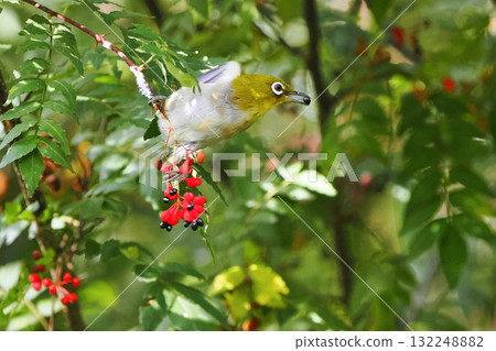 A Japanese white-eye pecking at Japanese pepper berries 132248882