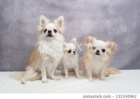 三隻吉娃娃 三隻吉娃娃 132248962