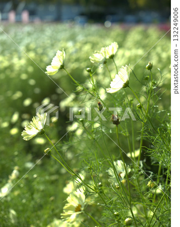 京都府龜岡市的休耕地上盛開著美麗的波斯菊 132249006