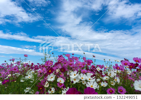 Cosmos flower field and autumn sky copy space 132249051