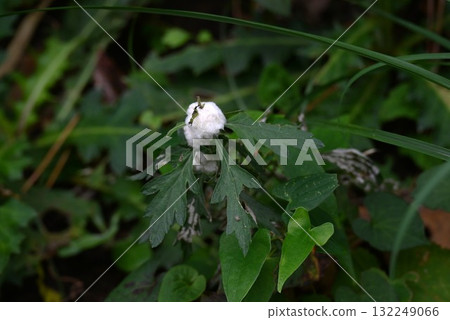 Galls (galls) parasitizing mugwort stems Galls (galls) parasitizing mugwort stems 132249066