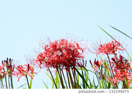 箕澤紅花石竹公園 2025-9-27 #134 132249073